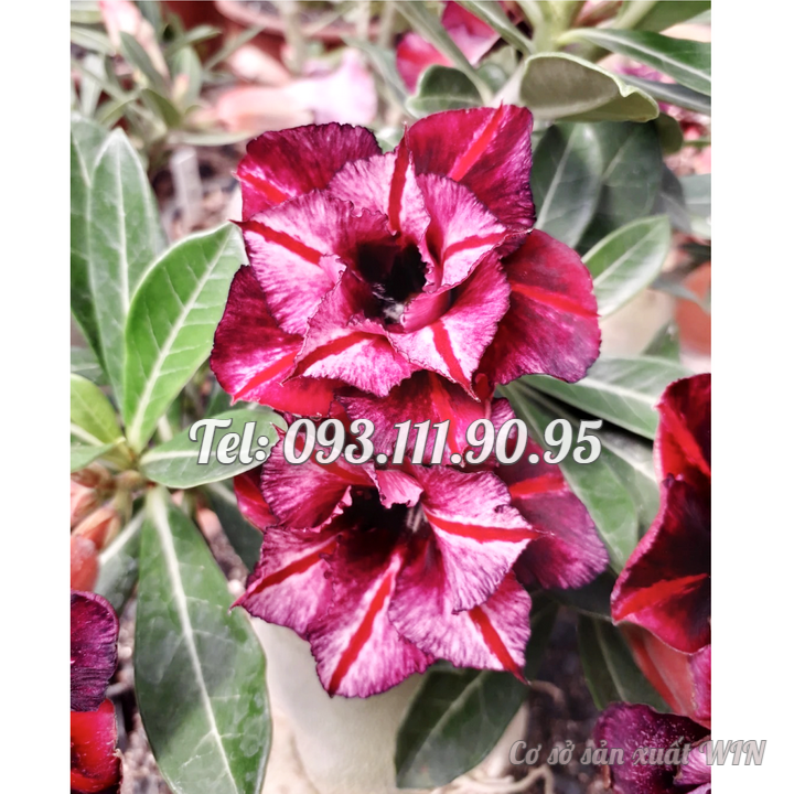 Hạt giống hoa sứ kép Bonsai giống Ấn Độ nhiều tầng màu đỏ đậm - Bịch 10 hạt – Mã số 1778