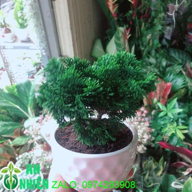 Chậu Cây Tùng Trắc