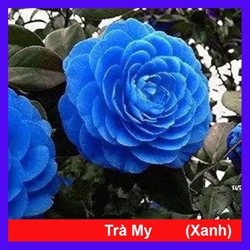 Cây Hoa Trà My ra hoa sau 4-5 tháng + tặng phân bón cho cây mau lớn