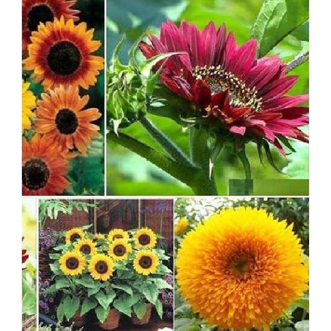 Combo 2 gói Hạt giống hoa hướng dương nhiều màu-gói 30 hạt/tặng kèm 3 viên nén ươm hạt