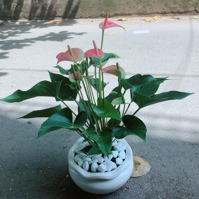 Chậu Cây Hồng Môn Size Lớn