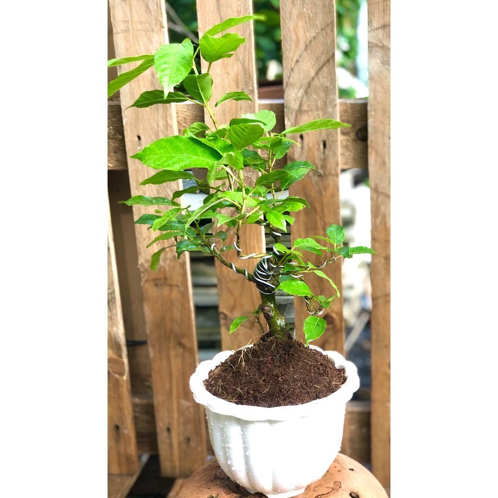 Chậu Bonsai cây sung trái xanh