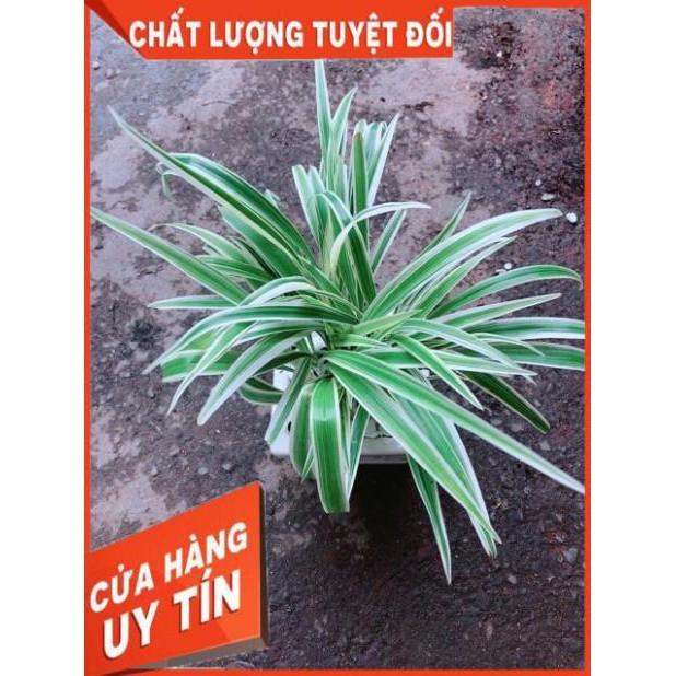Chậu Lan Chi