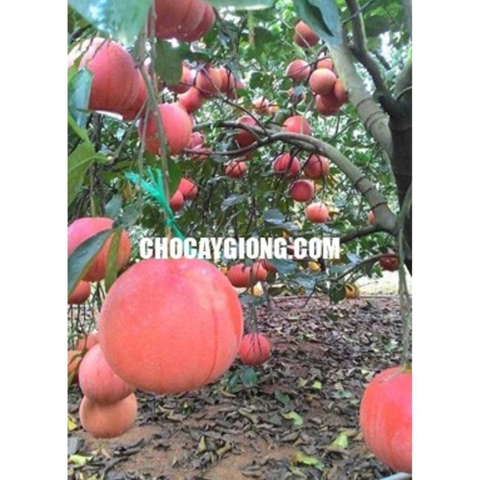 CÂY GIỐNG BƯỞI ĐỎ LUẬN VĂN