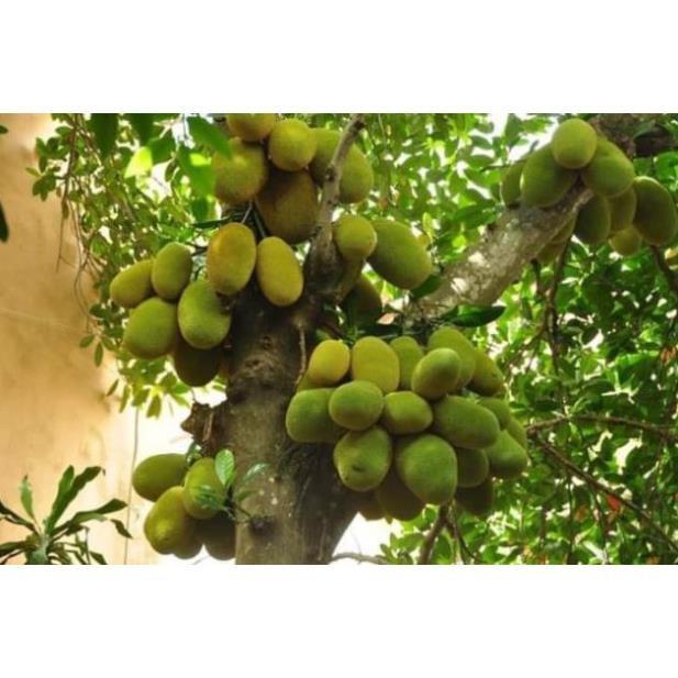 Mít tứ quý ra quả quanh năm cây choai 1.6m