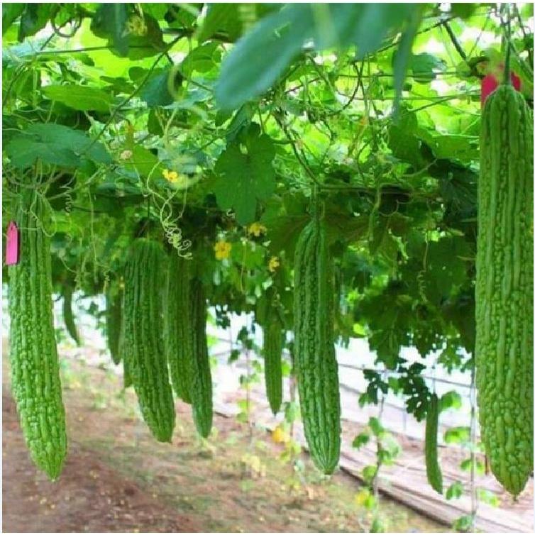 Hạt giống khổ qua khổng lồ Thái Lan - gói 5 hạt