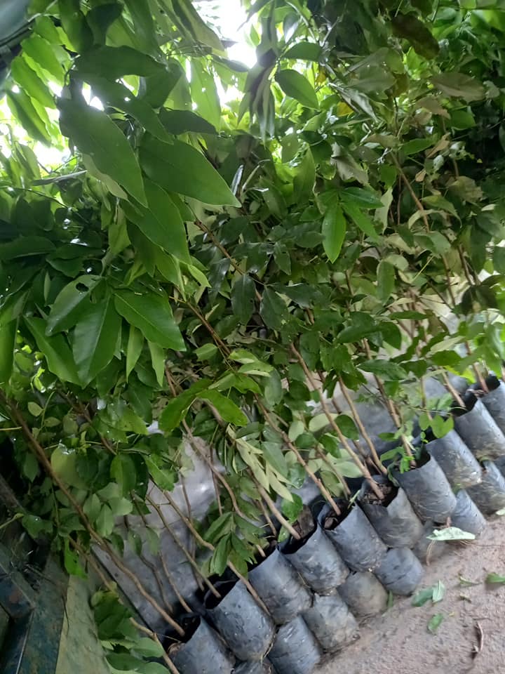 Hạt giống muồng hoàng yến
