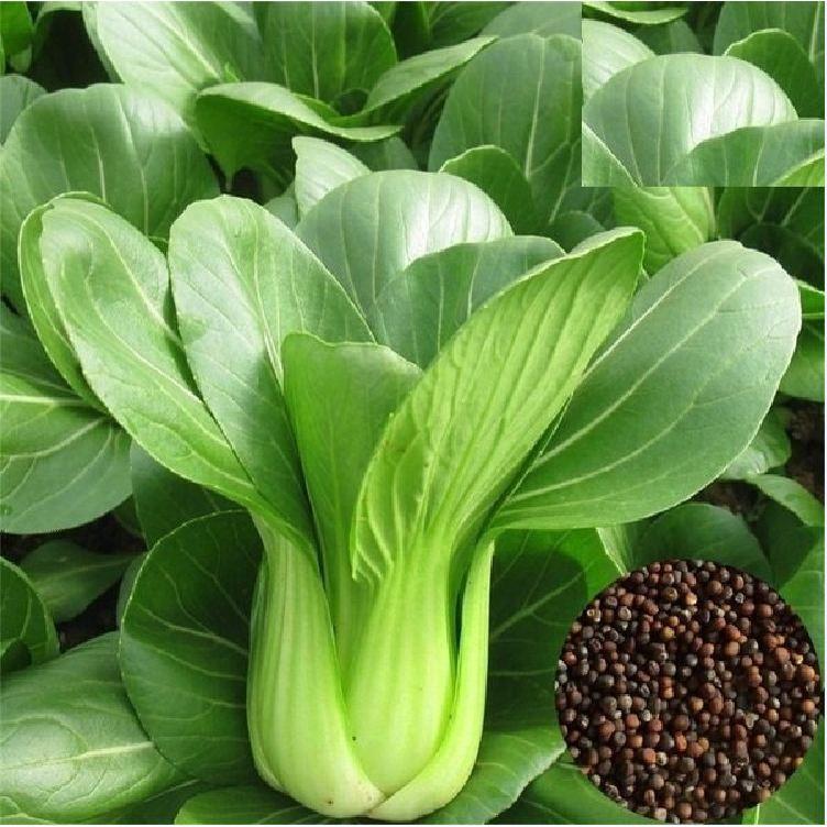 Hạt giống rau cải chíp cao sản KNS3385 - gói 10gram