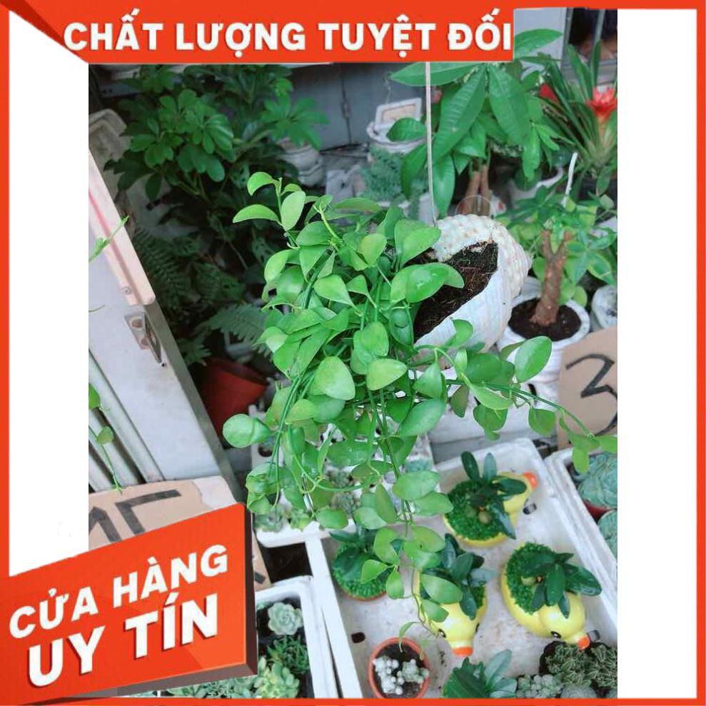 Đô la vỏ ốc Nhiều Người Mua