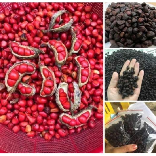 Cây dổi ghép