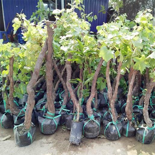 CÂY GIỐNG NHO XANH.