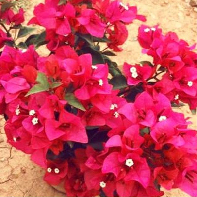 Cây Hoa Giấy Đỏ Lửa - cây cảnh để bàn + tặng phân bón cho cây mau lớn