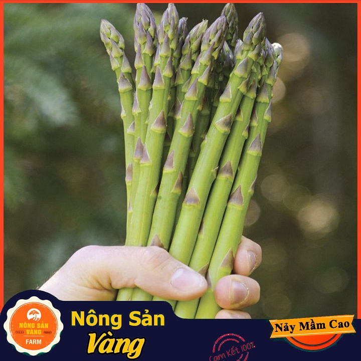 Hạt giống Măng Tây Xanh ( Gói 20 Hạt ) - Nông Sản Vàng