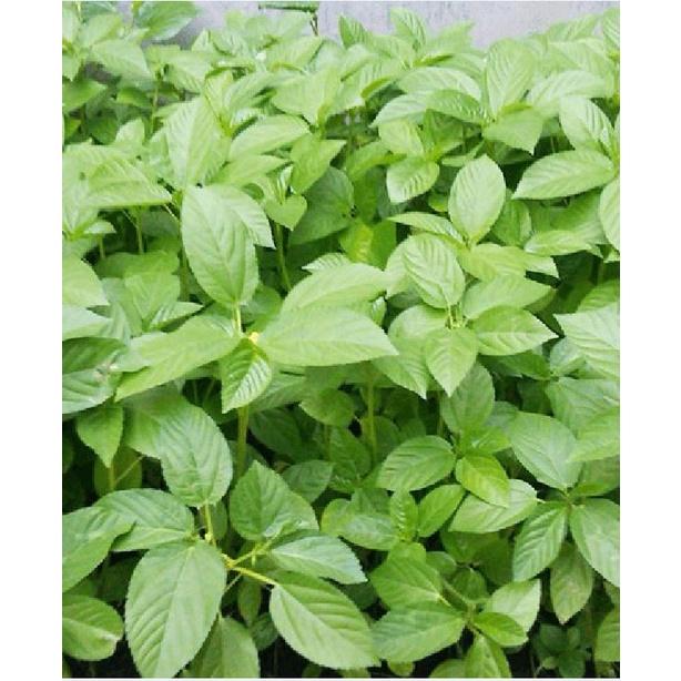 Hạt giống rau đay xanh cao sản - 1 gói 20 gram