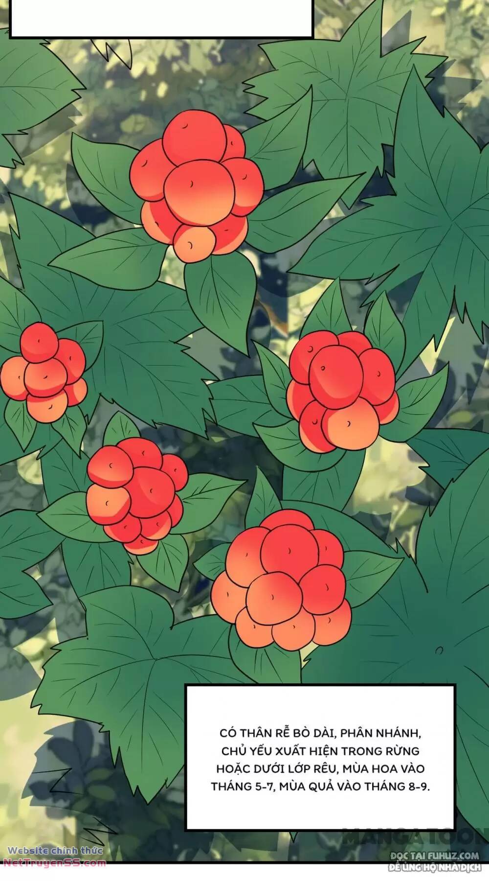 Tôi Sống Trên Hoang Đảo Cùng Các Em Gái chapter 232 12