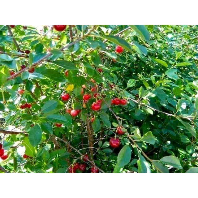 CÂY GIỐNG CHERRY BẦU NHỎ.