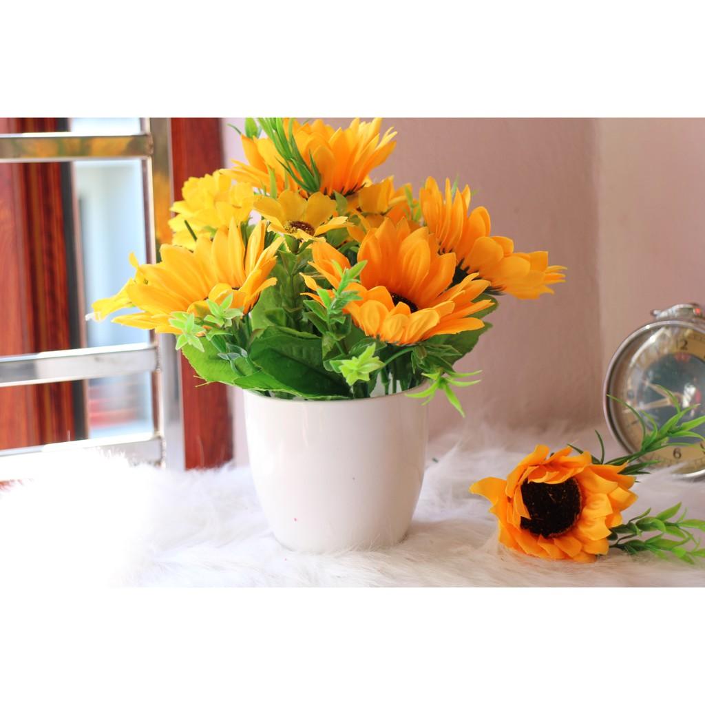 Chậu hướng dương nhỏ để bàn