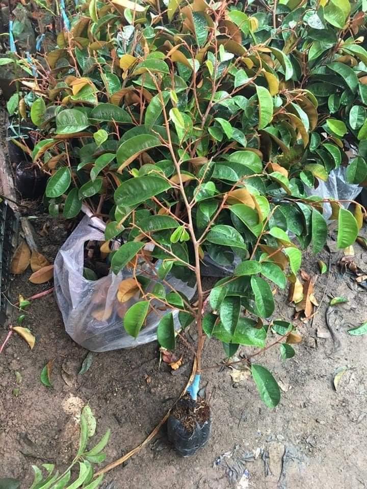 CÂY GIỐNG VÚ SỮA MICA