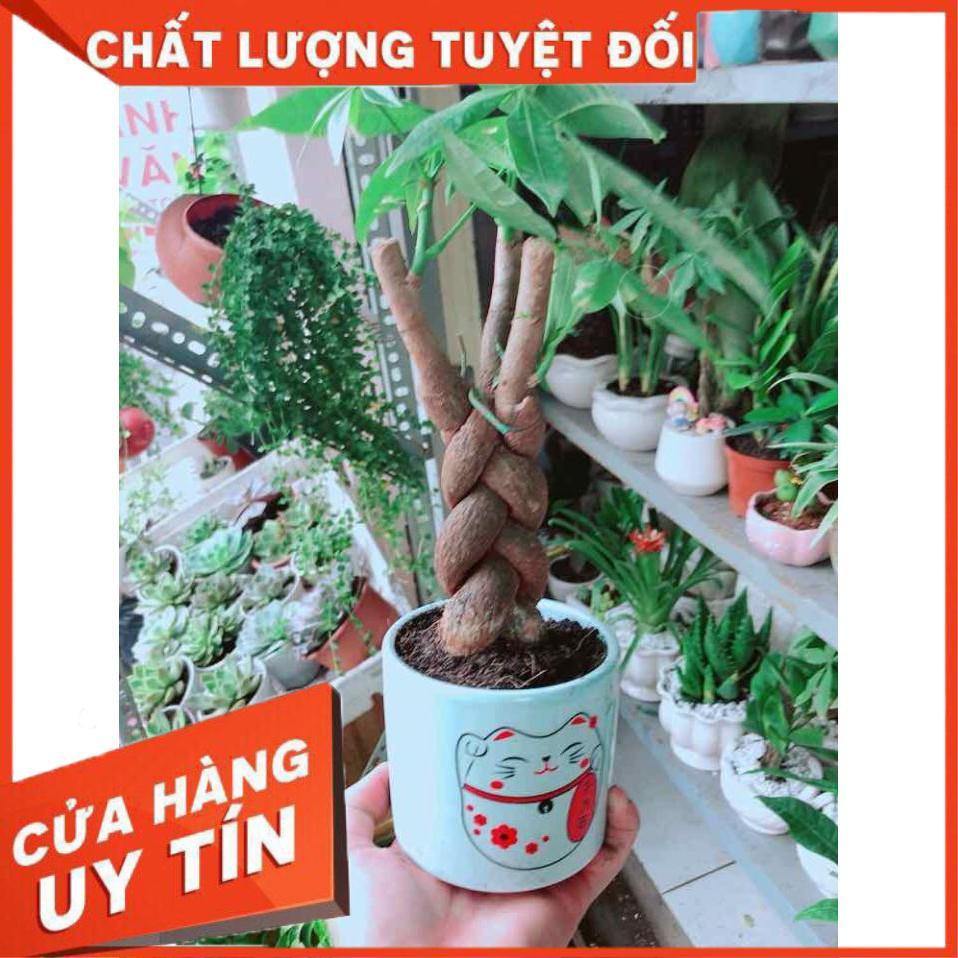 Chậu Kim Ngân Thắt Bím 3 Thân Nhiều Người Mua