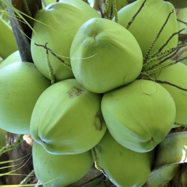 Cây giống dừa xiêm lùn Bến Tre-đặc sản của sứ dừa Bến Tre cây giống thuần chủng F1
