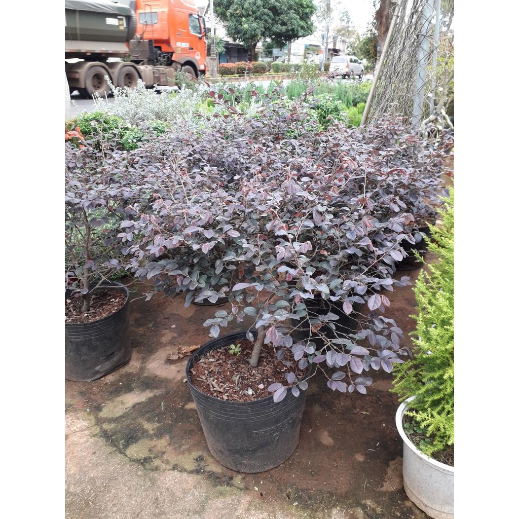 CÂY HồNG PHỤNG  ( CHẬU TO KHỔNG LỒ NHƯ HÌNH ] *