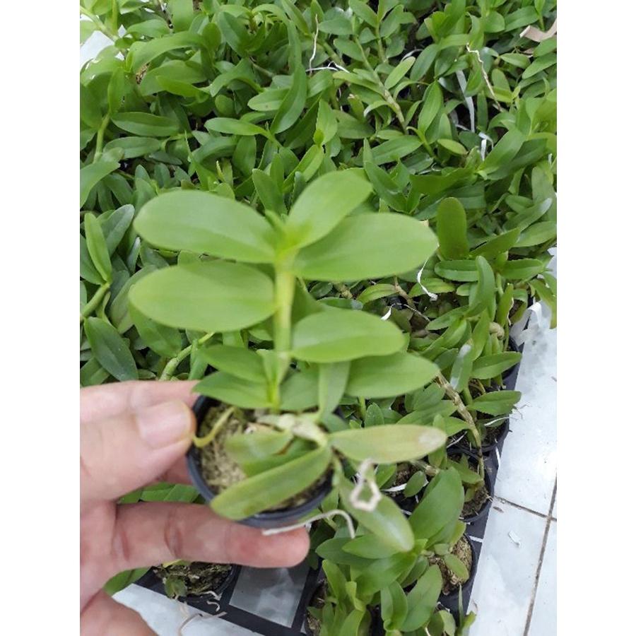 Phong lan phi điệp 5ct phú thọ