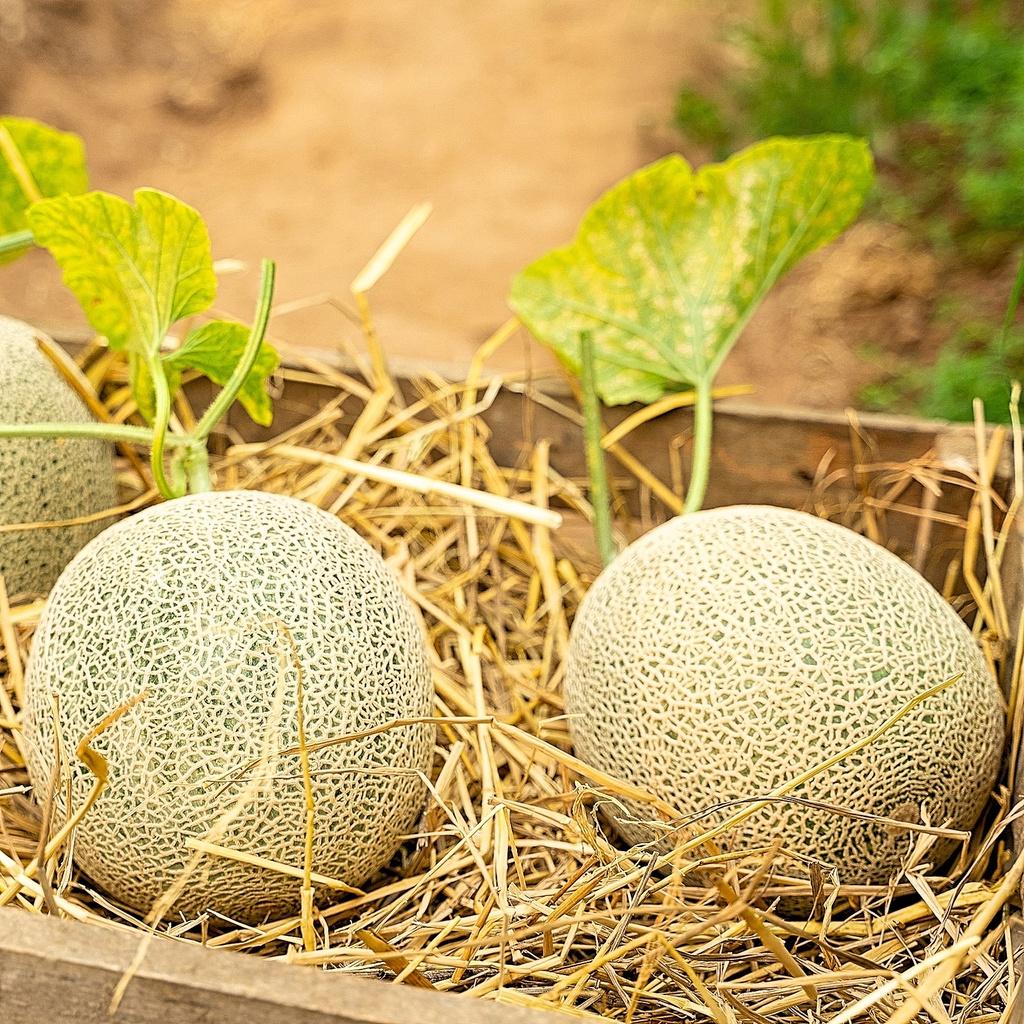 Hạt giống Dưa Lưới gói 10 hạt - Trồng quanh năm