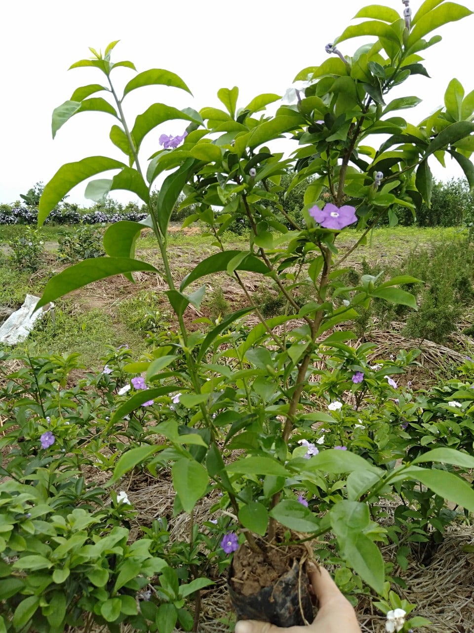 Hoa Nhài Nhật Hoa Đẹp, Dáng Cao, Nhiều Nhánh