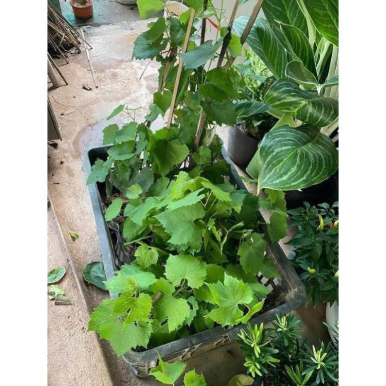 Sản phẩm CÂY GIỐNG NHO NGÓN TAY