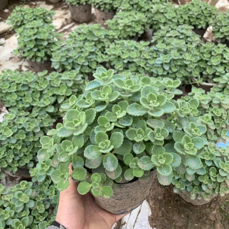 Cây nhất mạt hương cao 15cm, cây tỏa hương thơm nhẹ giúp đuổi muỗi và trang trí sân vườn