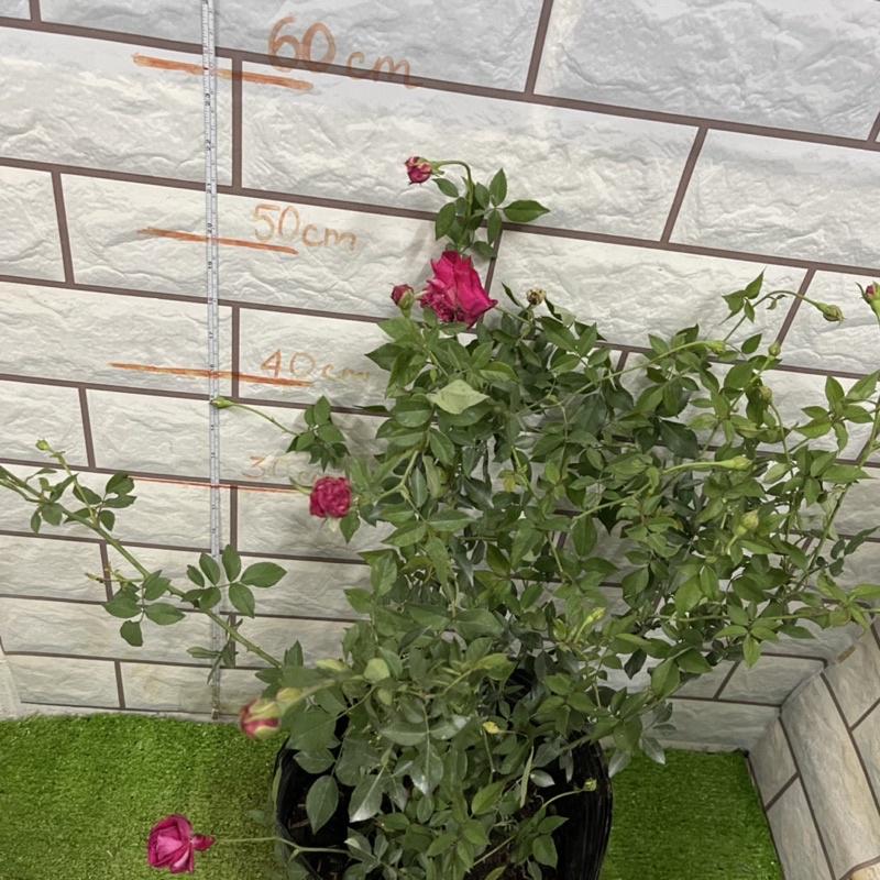 Hoa hồng Quế son nguyên bản đang nụ