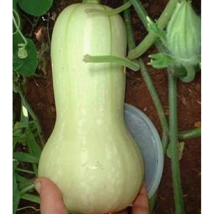 Hạt giống bí ngô mật butter F1 Đài Loan 2gram/gói