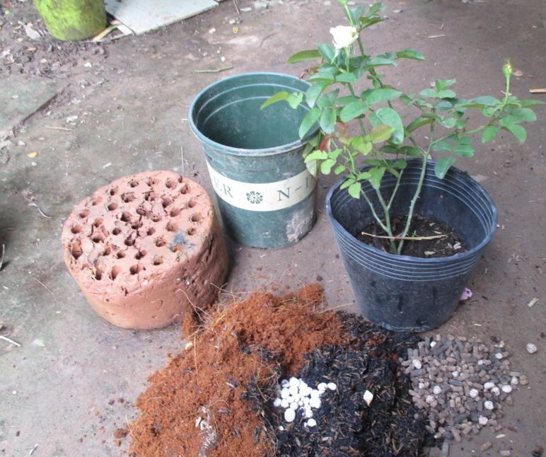 Trấu Hun Trồng Cây