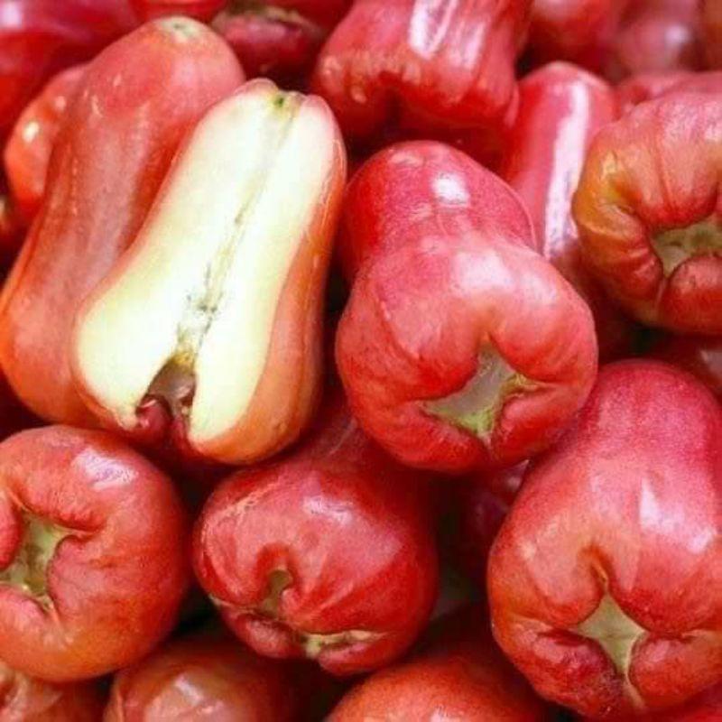 CÂY GIỐNG ROI ĐỎ, MẬN ĐỎ