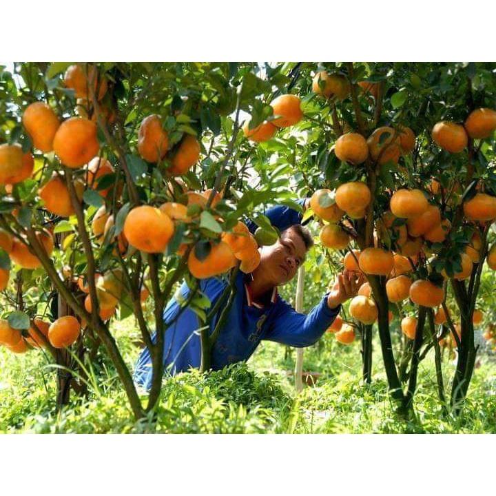Cây giống quýt đường thái lan
