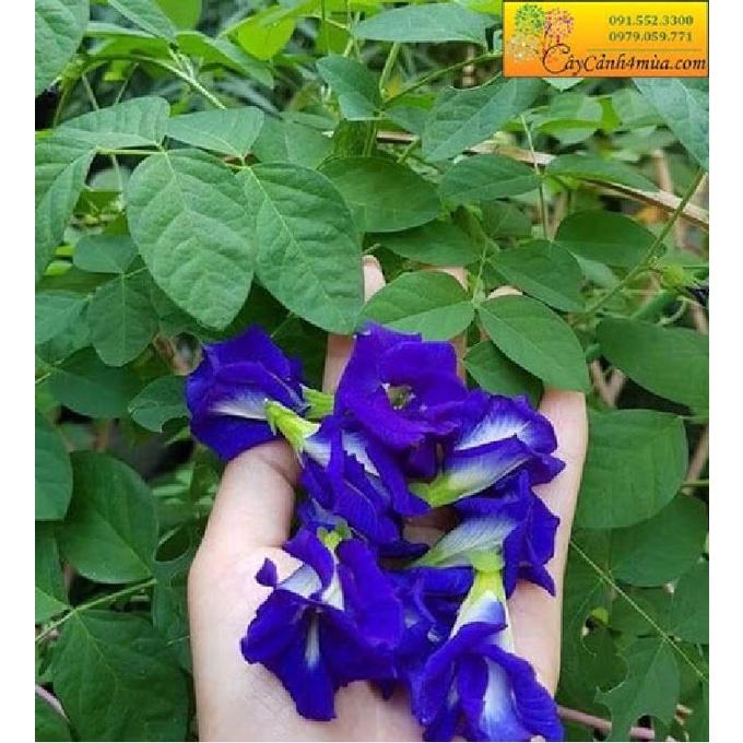 Hạt giống hoa đậu biếc cánh kép - Gói 20 hạt