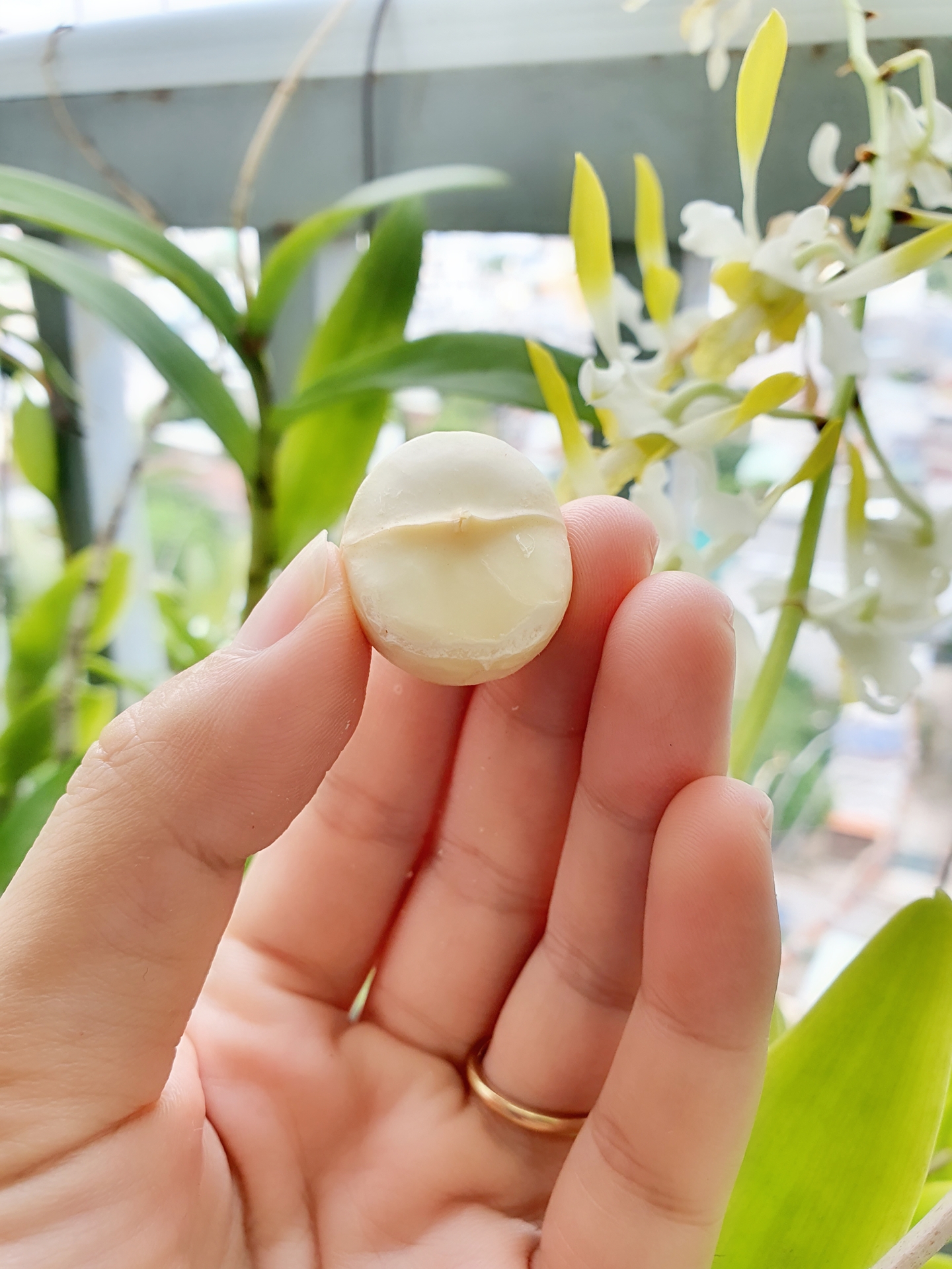 Hạt mắc ca sấy nứt vỏ thơm ngon - hộp 250gr