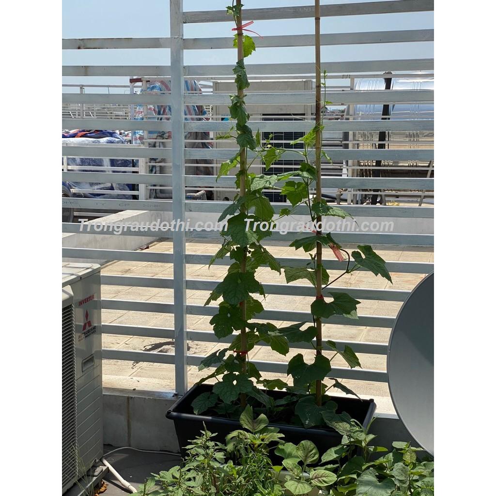 Combo 5 Khay Trồng Rau Bán Thủy Canh Dosa - Cung Cấp Bởi Trồng Rau Đô Thị