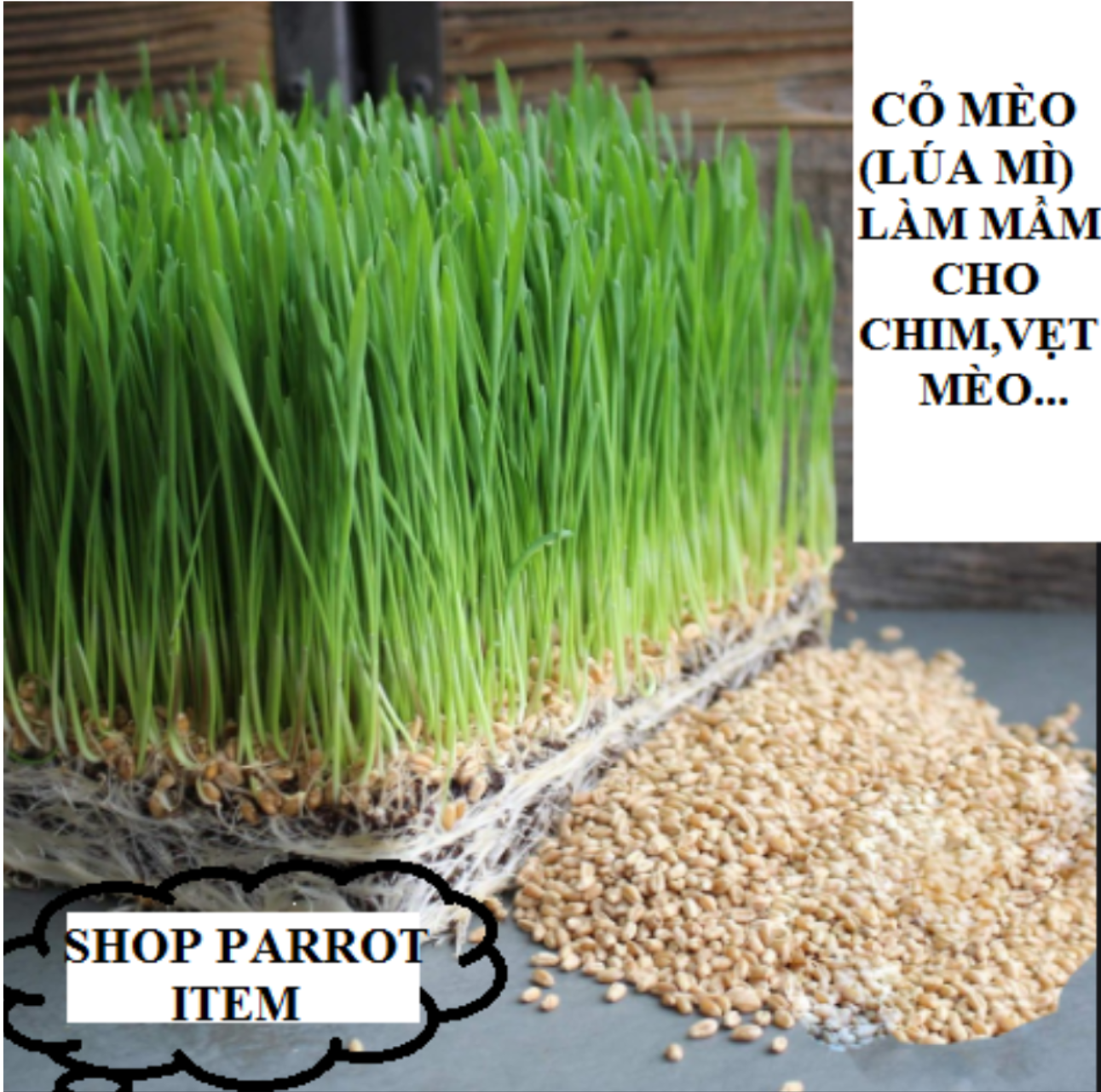 200gram hạt lúa mì (cỏ mèo) dùng ươm mầm cho mèo, vẹt ăn (rất nhiều chất dinh dưỡng)