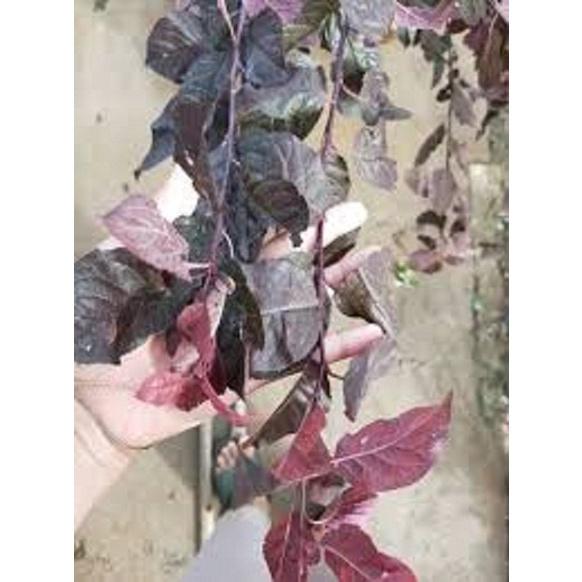 CÂY GIỐNG MẬN ĐỎ MEXICO THÂN LÁ ĐỎ SIÊU NGỌT, SIÊU QUẢ, SIÊU NĂNG SUẤT,SIÊU KINH TẾ- CAM KÊT GIỐNG CHUẨN F1