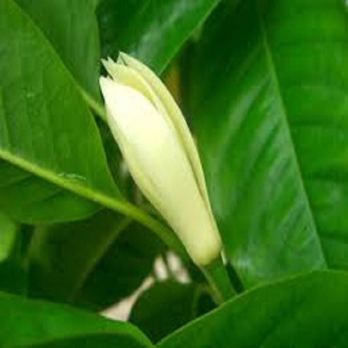 CHẬU CÂY HOA NGỌC LAN TRẮNG- CÂY CHOAI LỚN, SẮP HOA