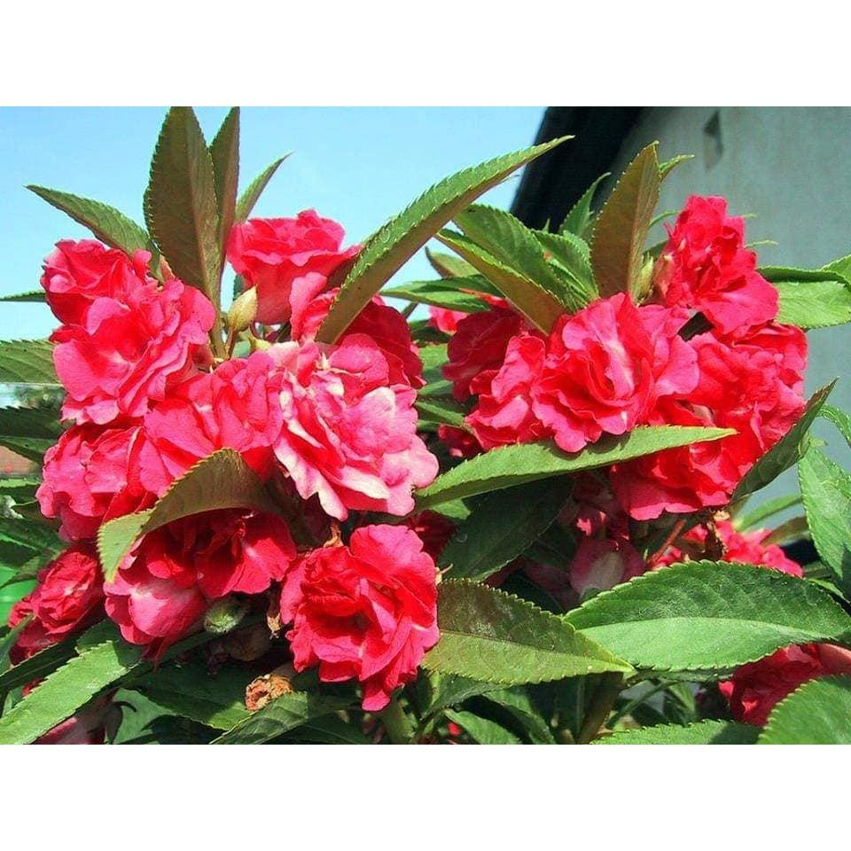 Hạt Giống Hoa Móng Tay Kép Mix Màu KNS3659 - Gói 50 hạt