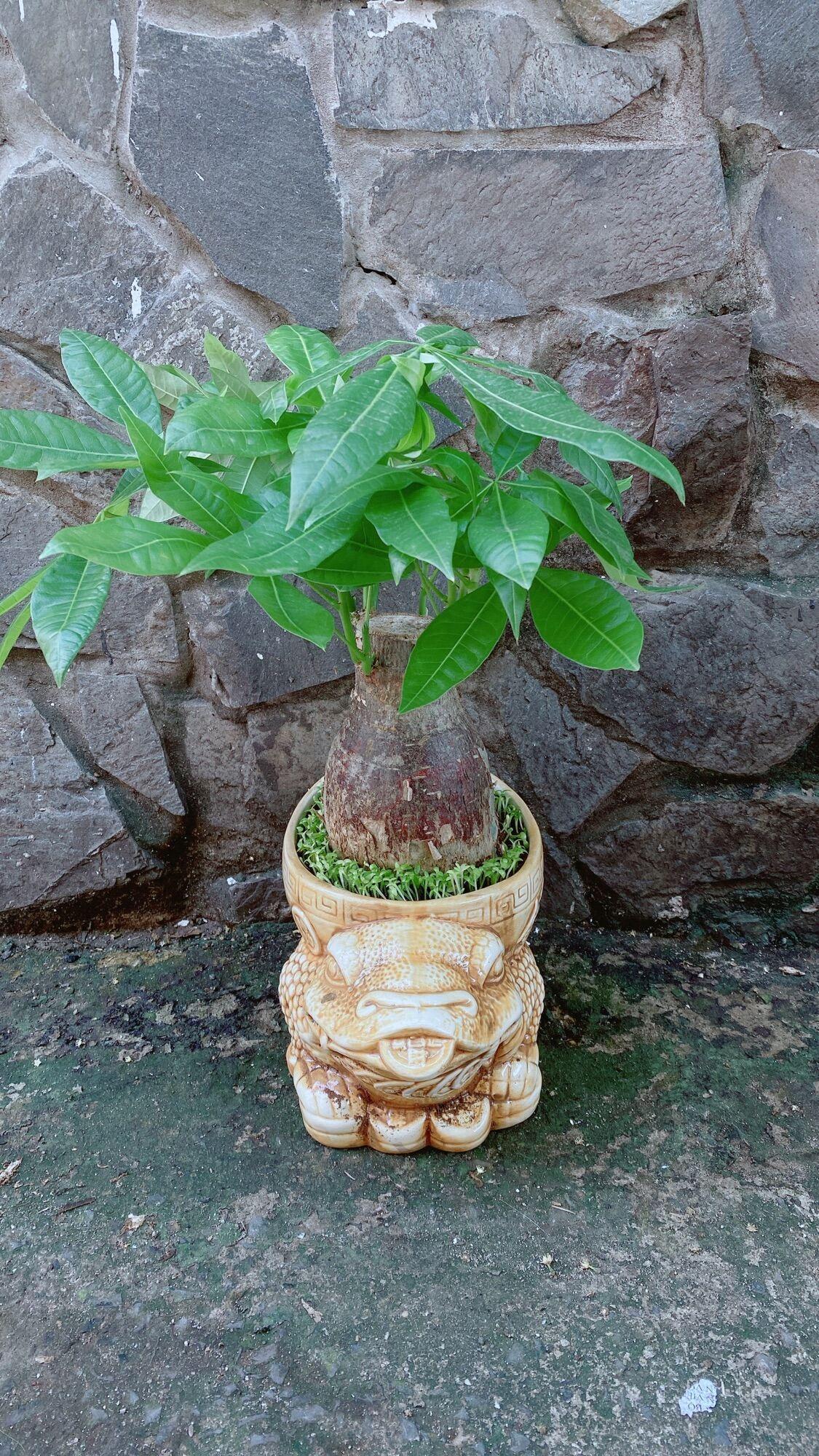 Chậu Cây Kim Ngân Lớn