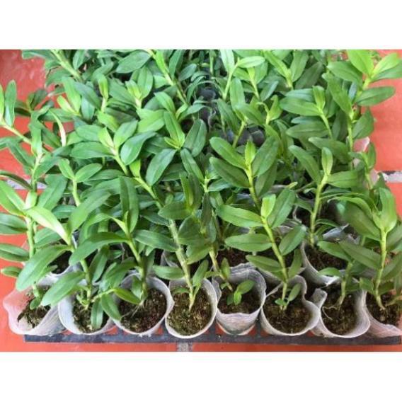 Hoa phong lan 5ct họng hồng