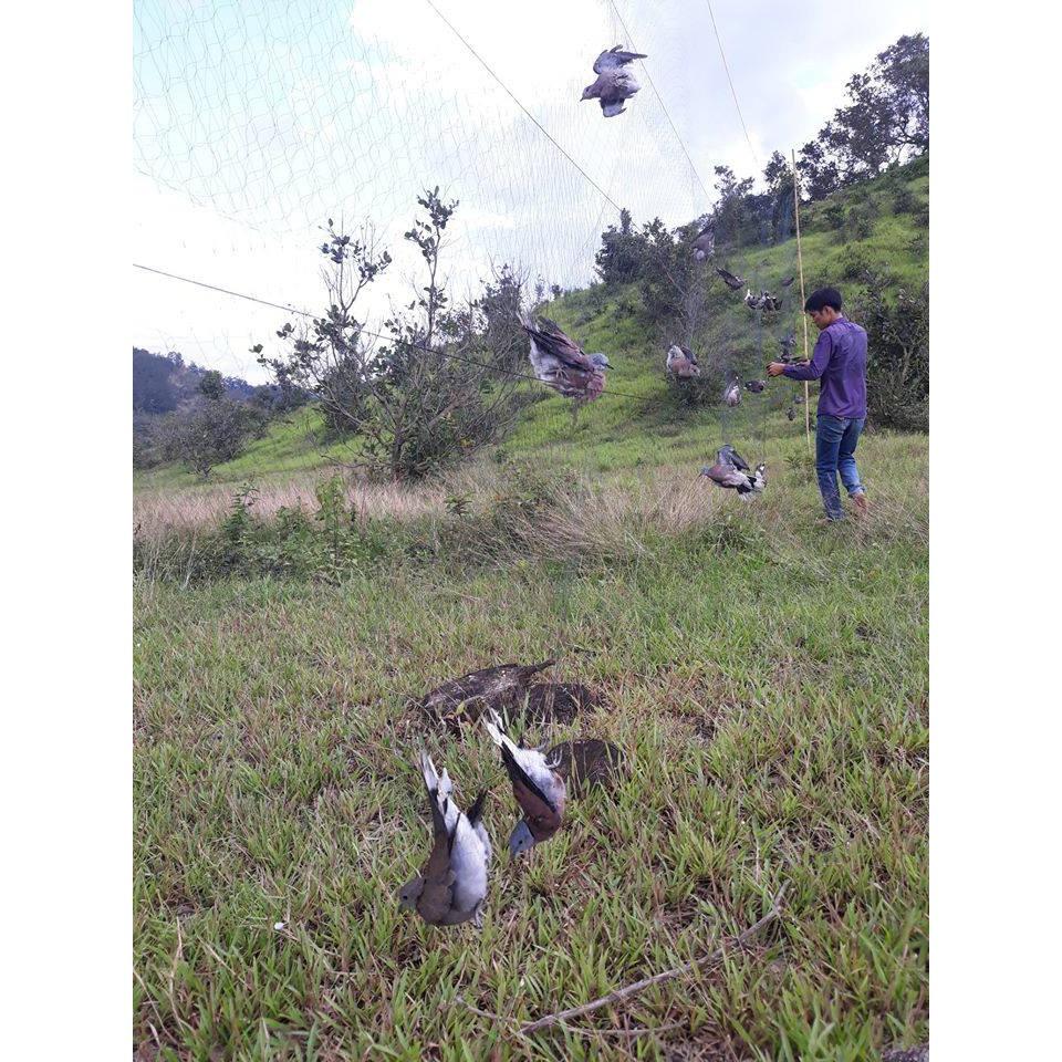 Lưỡi Bẫy Chim | lưới bẫy chim tàng hình | lưới bây chim khuyên sâu sẻ gi sáo cu gáy chích chòe chào mào vẹt....