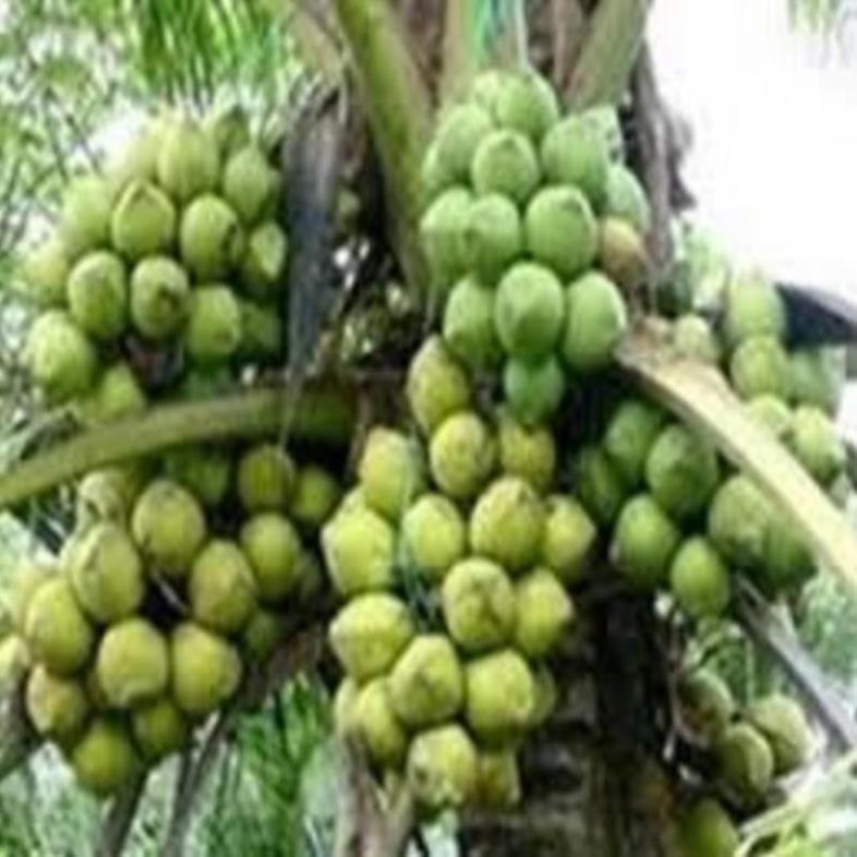 Cây giống dừa xiêm lùn xanh cây giống khỏe cho năng suất cao