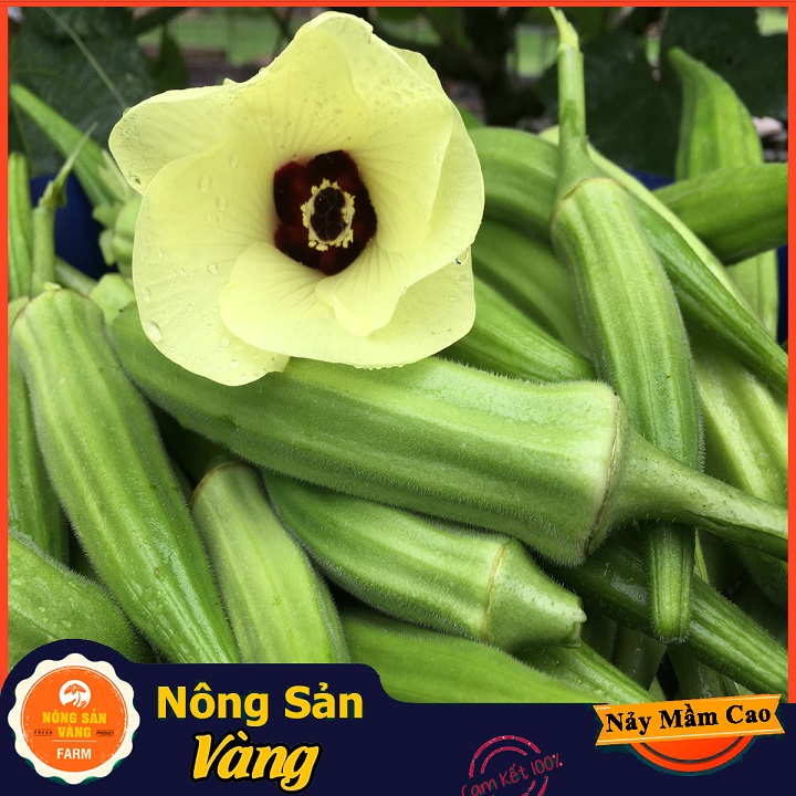 Hạt giống Đậu Bắp Cao Sản ( Gói 20 Gram ) - Nông Sản Vàng