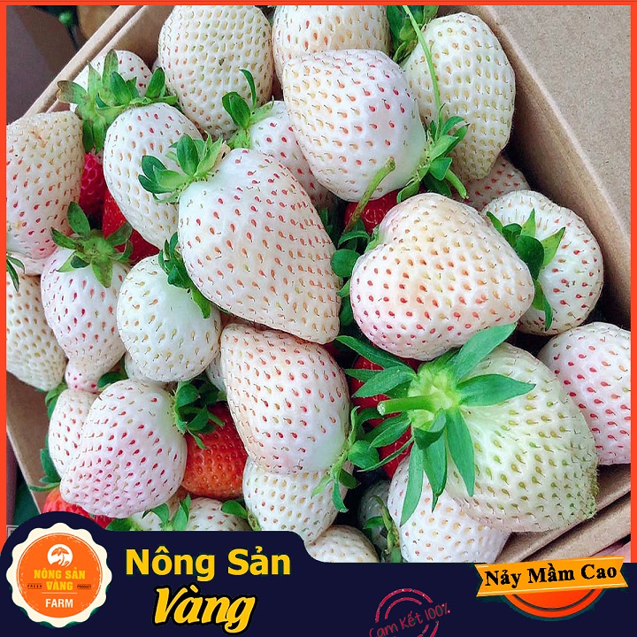 Hạt giống Dâu Tây Trắng - Nông Sản Vàng