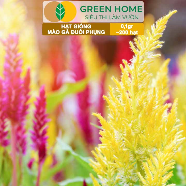 Hạt Giống Hoa Mào Gà Đuôi Phụng Nhiều Màu GreenHome, Gói 0,1g~200 hạt, Dễ Trồng Quanh Năm H18