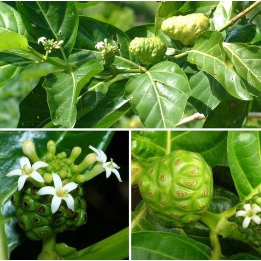 Cây nhàu giống - cây giống cao to đẹp